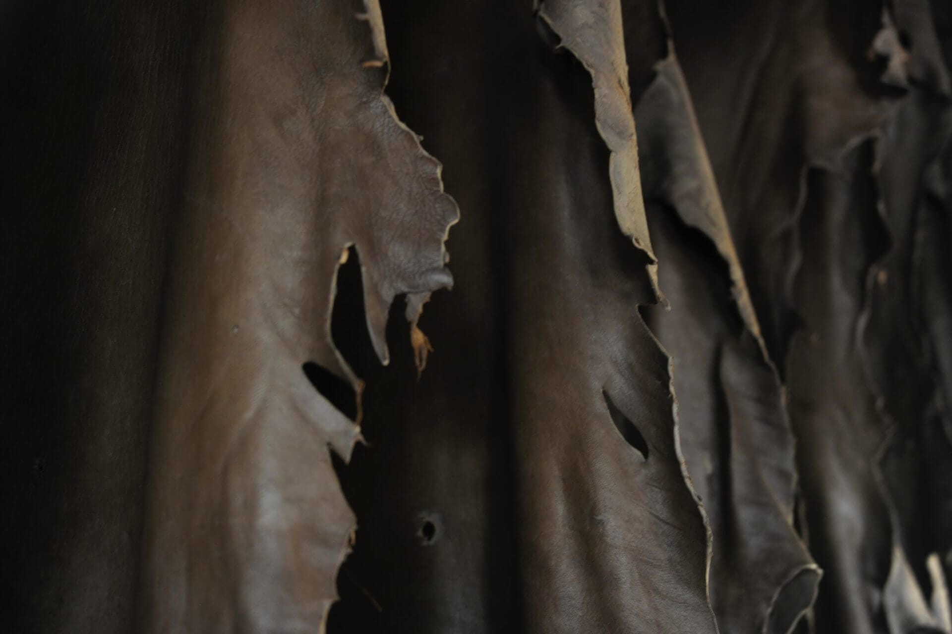 _DSC0288 | Cervo Volante