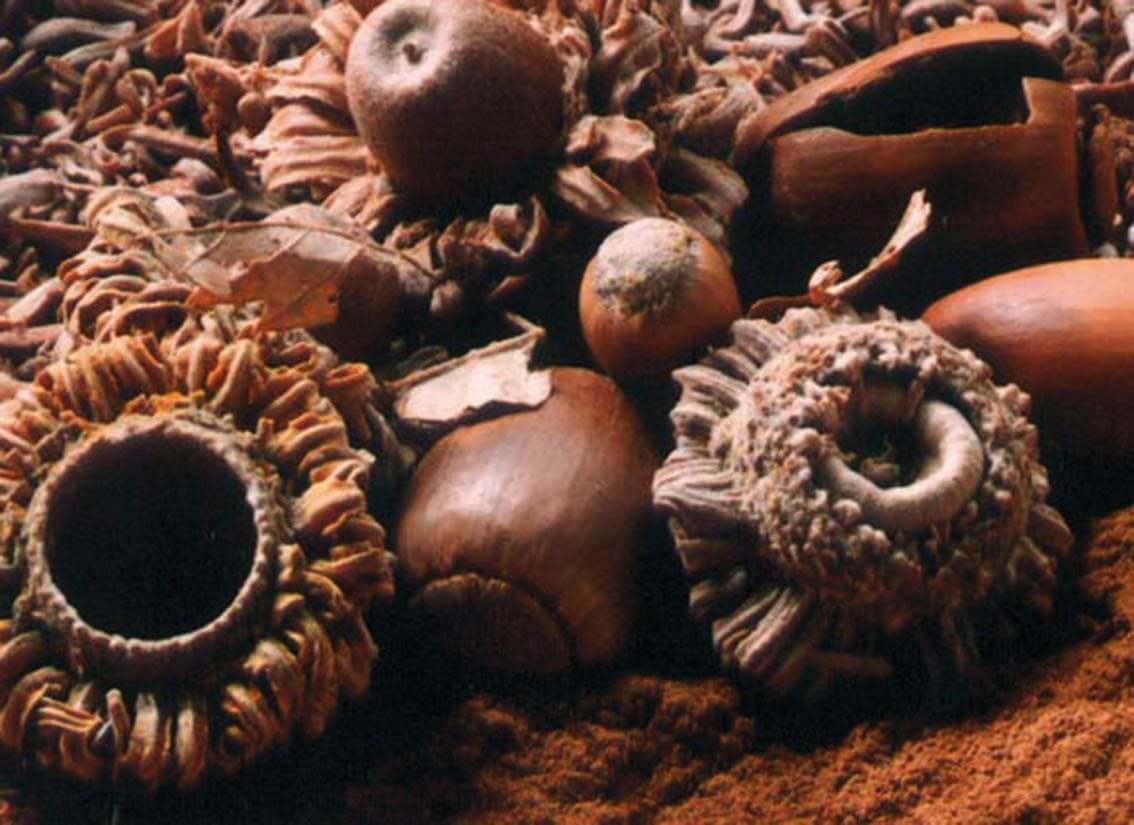 POLOLO_Gerbstoff_ValoneaII | Cervo Volante Pflanzenextrakte, Biodiversität, Ledergerber, Gerbstoffe, Pflanzliche Gerbung, Pflanzengerbstoffe