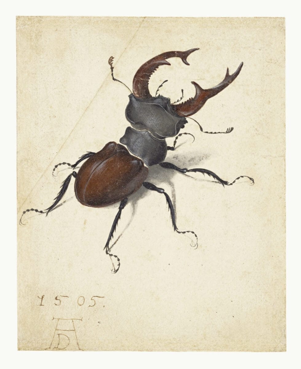 IL CERVo VOLANTE (Coleoptera lucanidae)