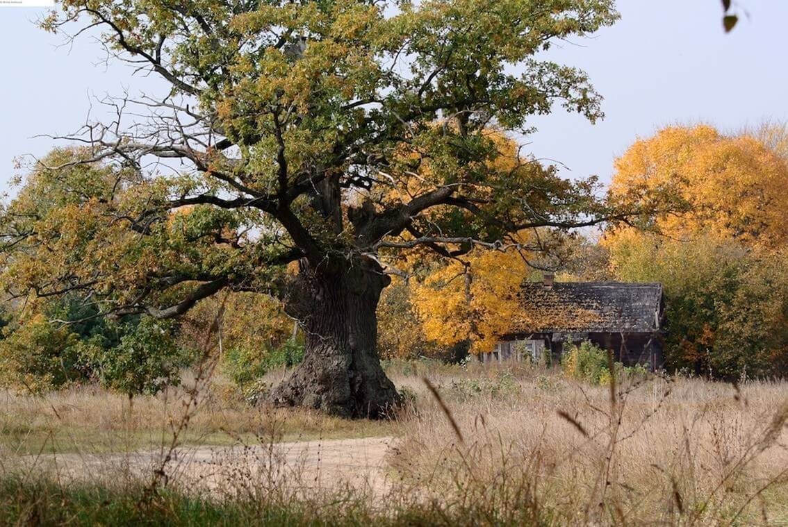 valonea oak tree | Cervo Volante environmentally responsible leather, socially responsible leather, leather free of synthetic substances, true vegetable tanning, vegetable tanning, chrome free leather, valonea oak