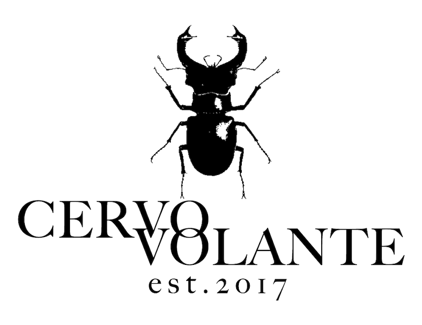 Giant stag beetle with long horns cyclommatus metallifer