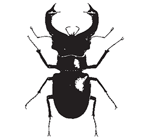 Cervo Volante Bug_fb | Cervo Volante