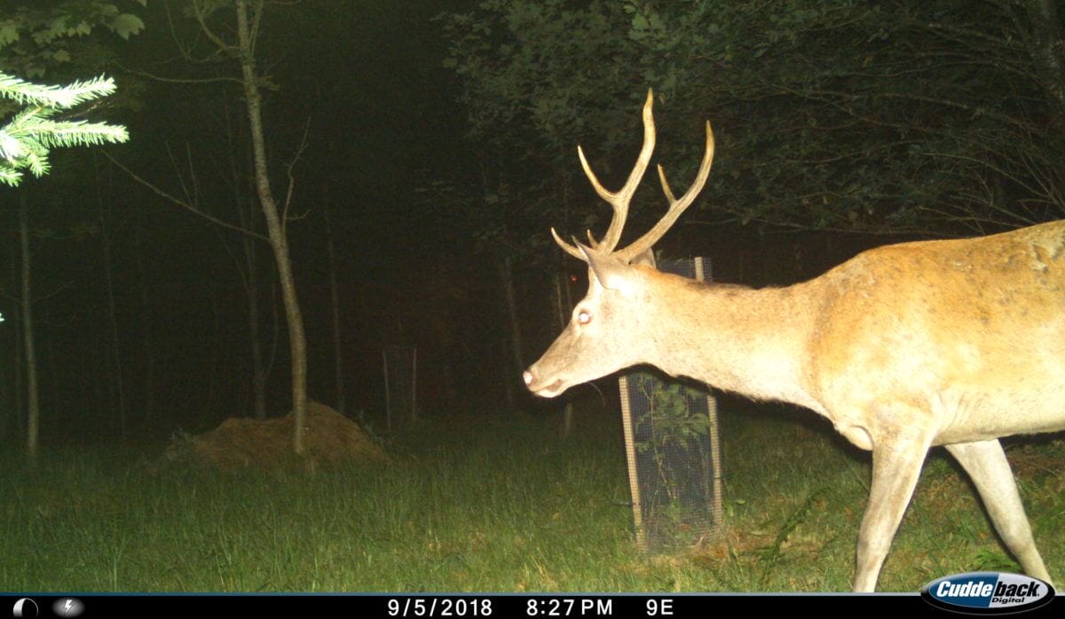 I__00010 | Cervo Volante