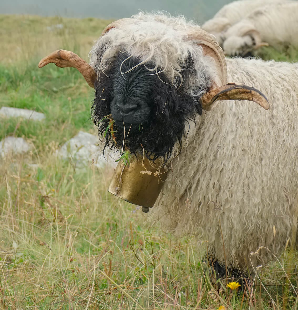 Valais_Sheep_small | Cervo Volante