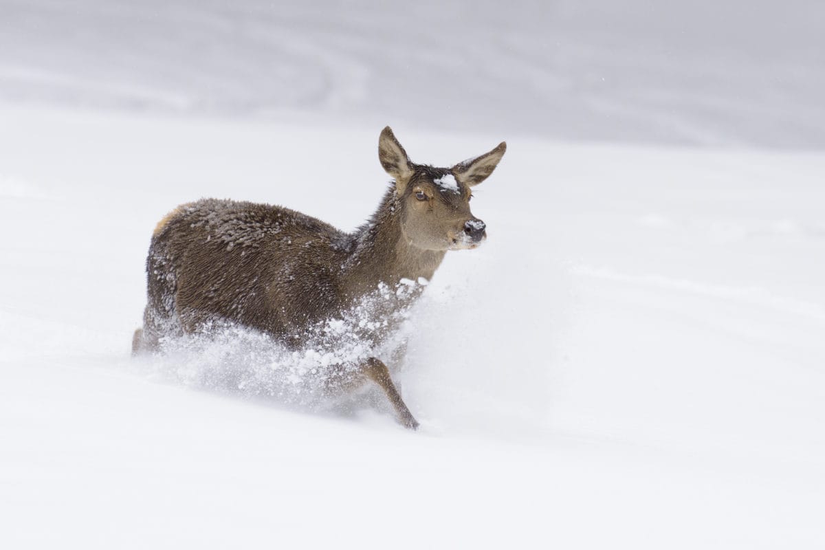 Red deer | Cervo Volante