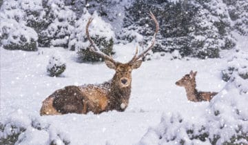 The red deer in “hibernation”