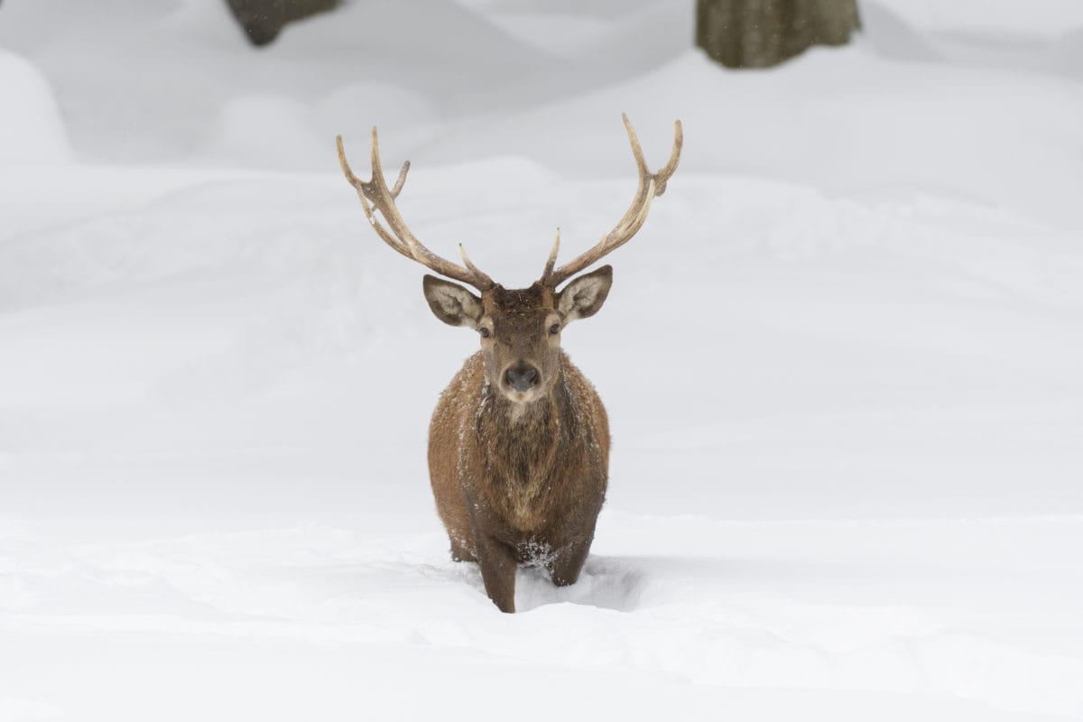 Red deer | Cervo Volante