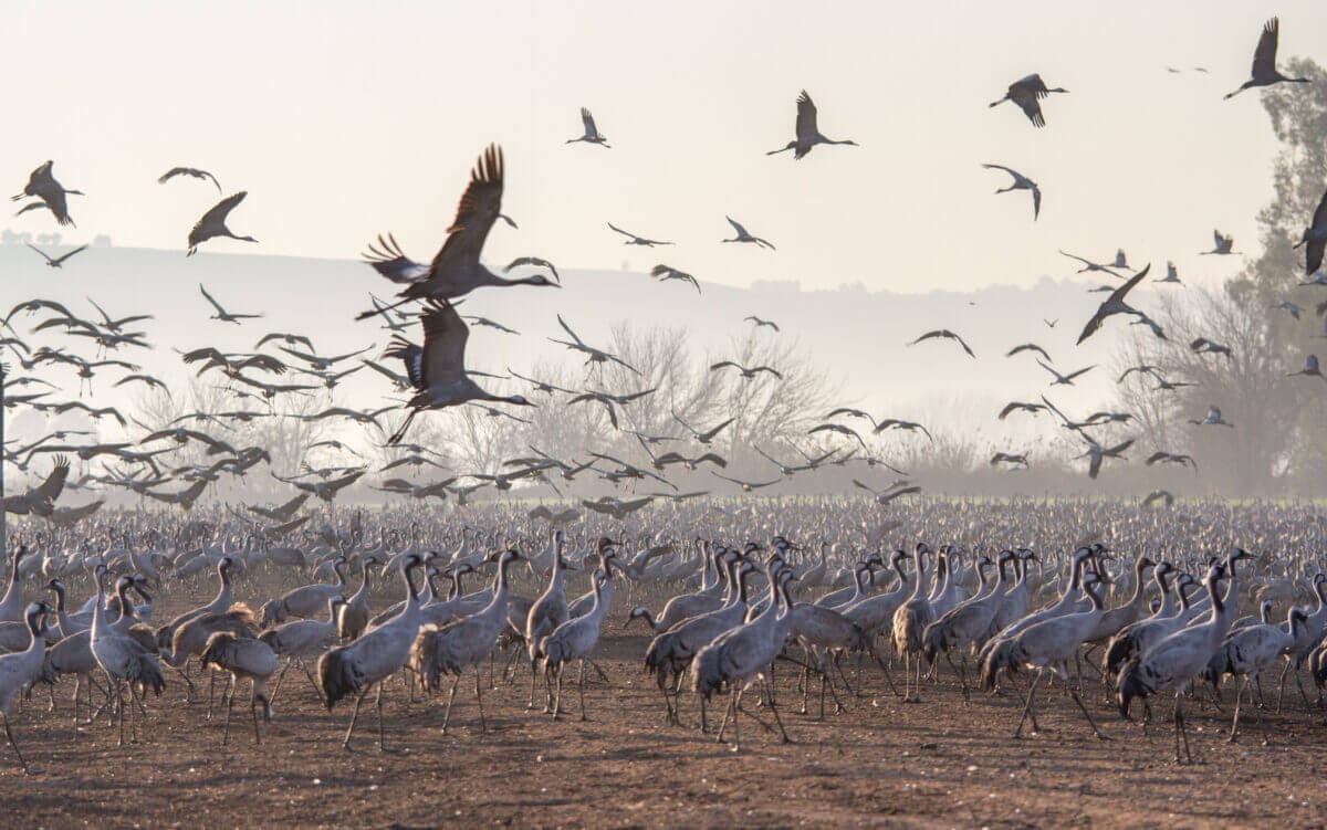 flock of birds, cranes, grus, large birds | Cervo Volante