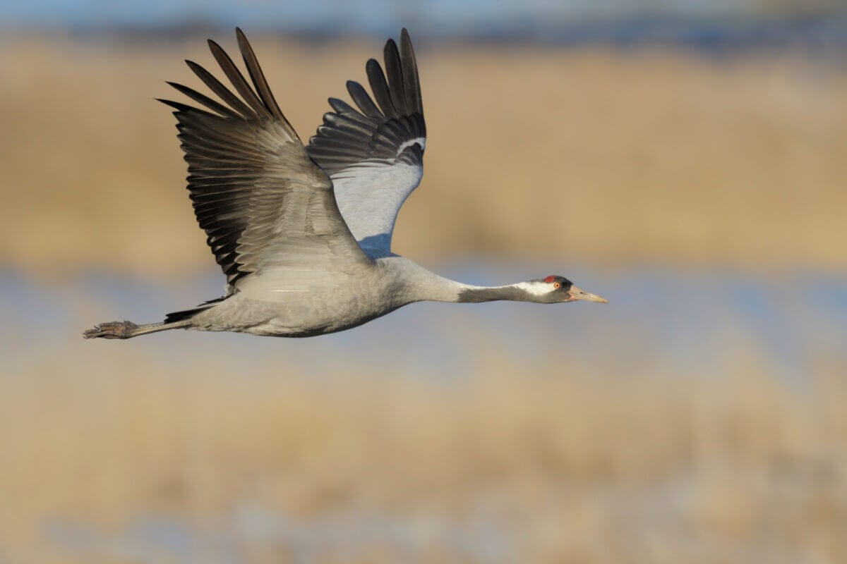 Grauer Kranich Grus grus | Cervo Volante